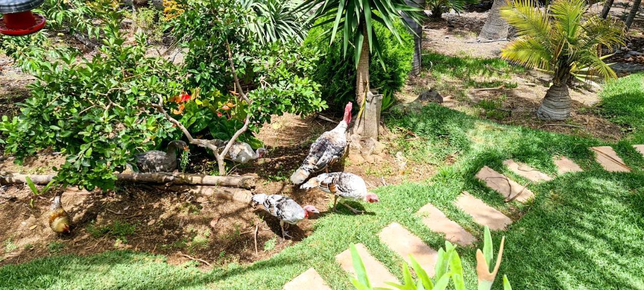Casa Los Polveros Fuencaliente de la Palma Eksteriør billede